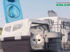 Hướng dẫn chọn lồng vận chuyển chó mèo EVA Air chuẩn IATA